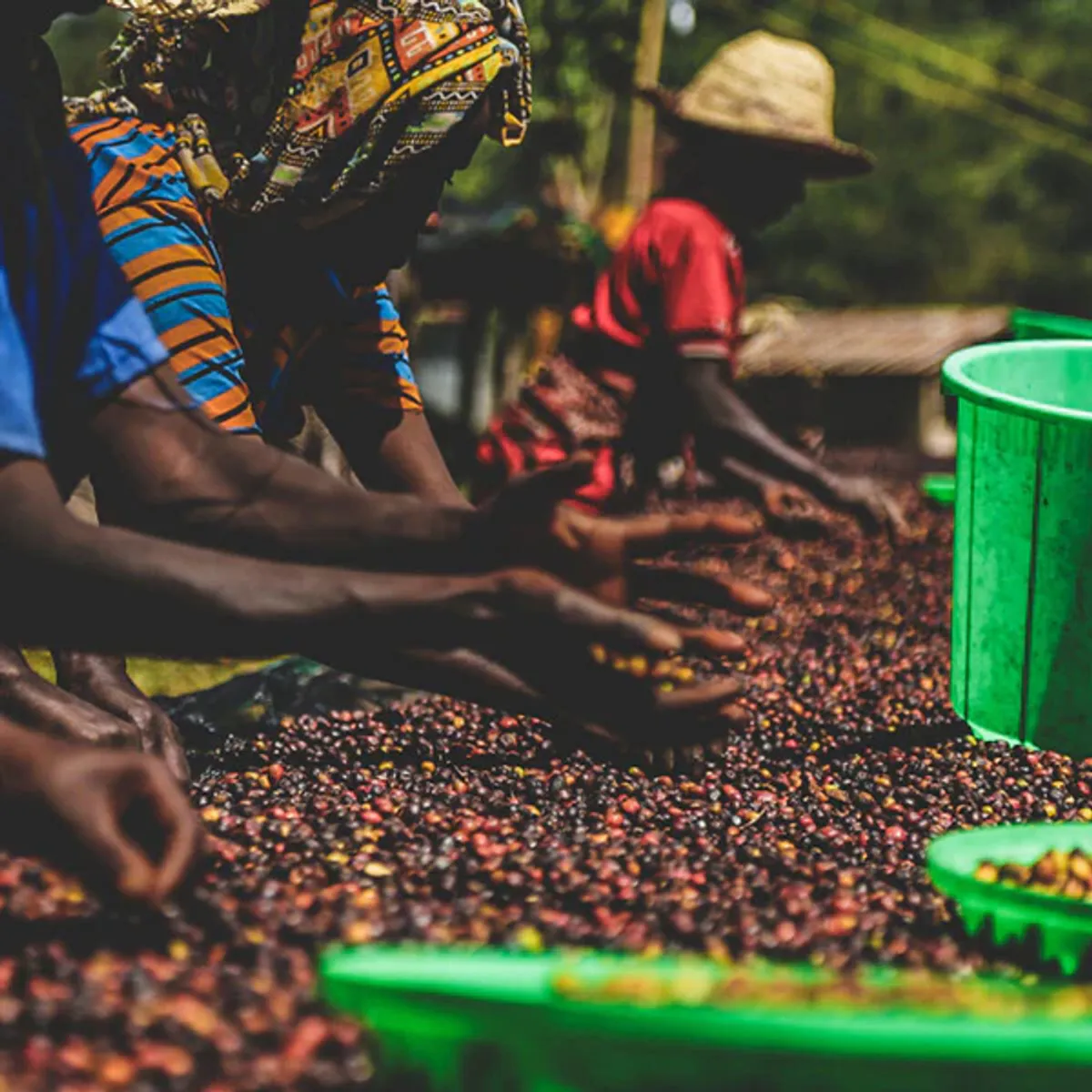 Etiopia Sidamo Abore Bombe Bærtørket