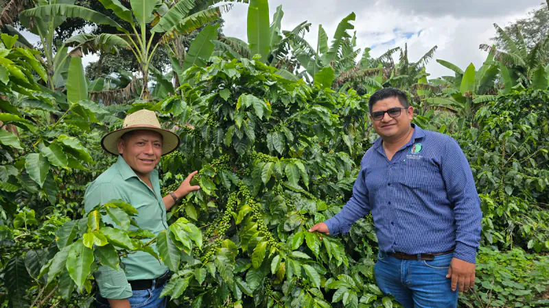 Guatemala Alta Verapaz økologisk
