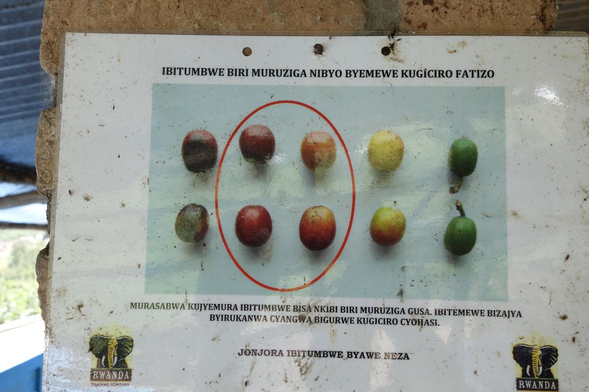 Rwanda Gitesi