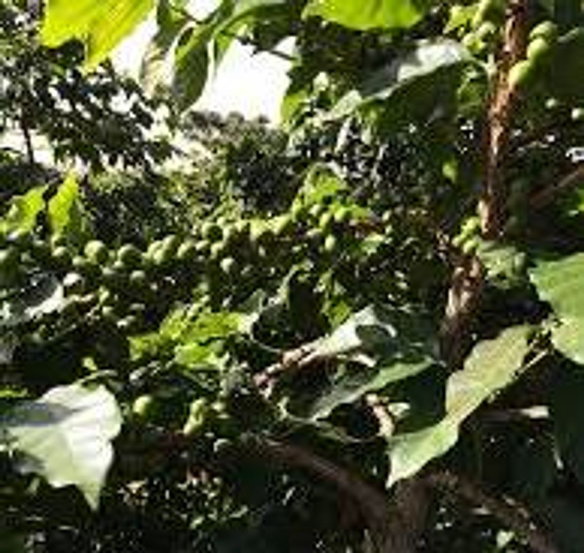 Kenya Kii